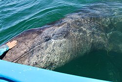 Grauwal Streicheln am Boot Laguna Ojo de Liebre Guerrero Negro Baja California Mexiko