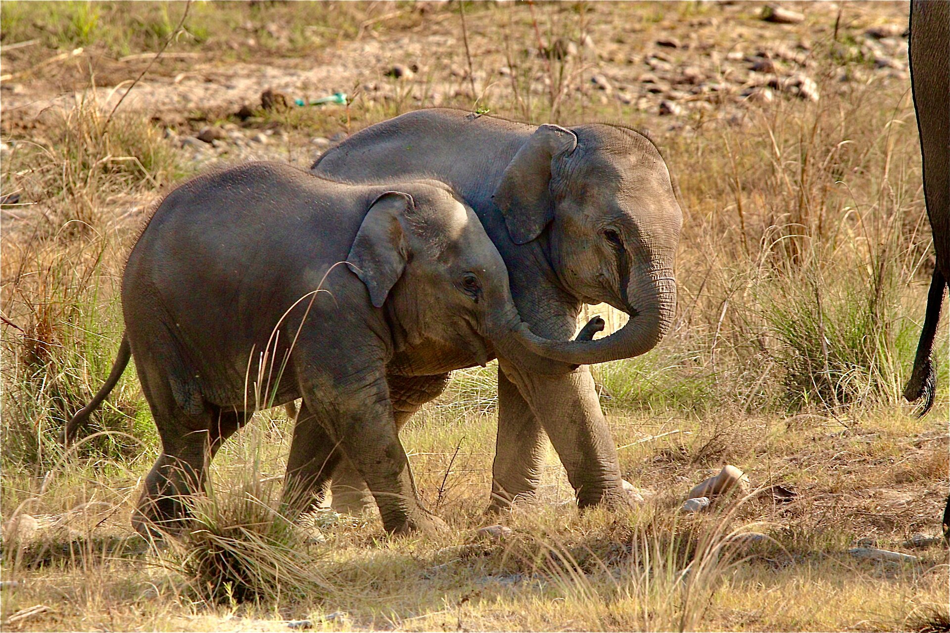 Asiatische Babyelefanten halten Rüsselchen 