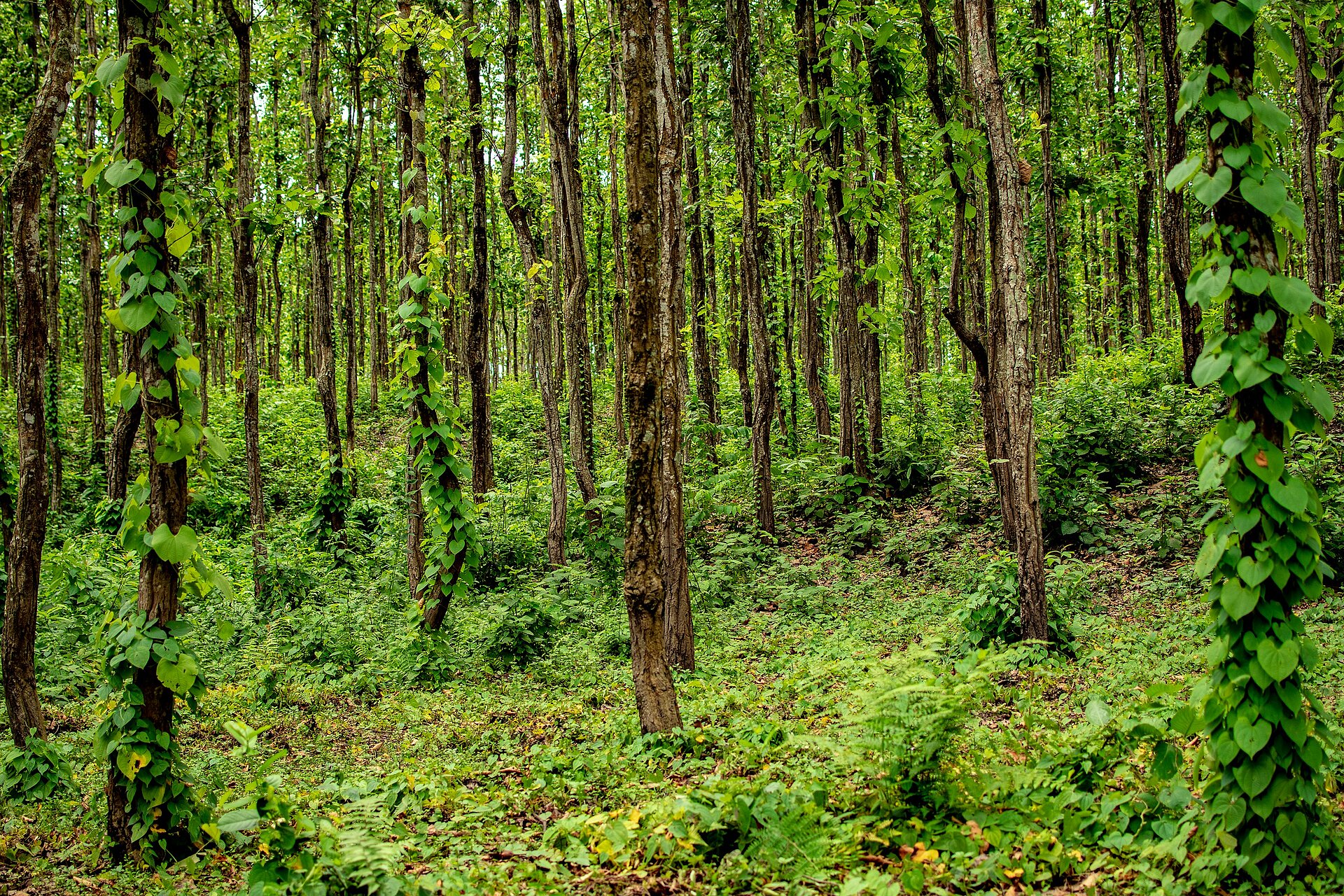 Wald bei Siliguri
