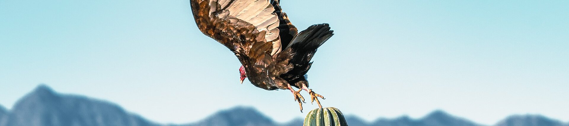 In der Baja California fliegt ein Geier los, der davor auf einem Kaktus saß.