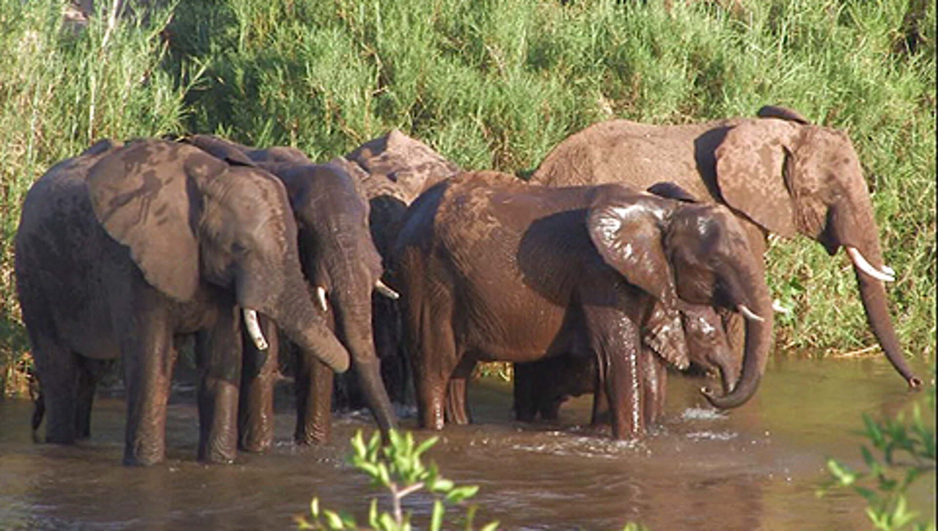 Eine Herde Elefanten badet in einem Wasserloch im Krüger Nationalpark in Südafrika.