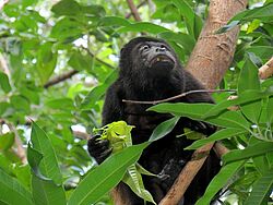 Gruppenreise, Privatreise, Costa Rica, Brüllaffe