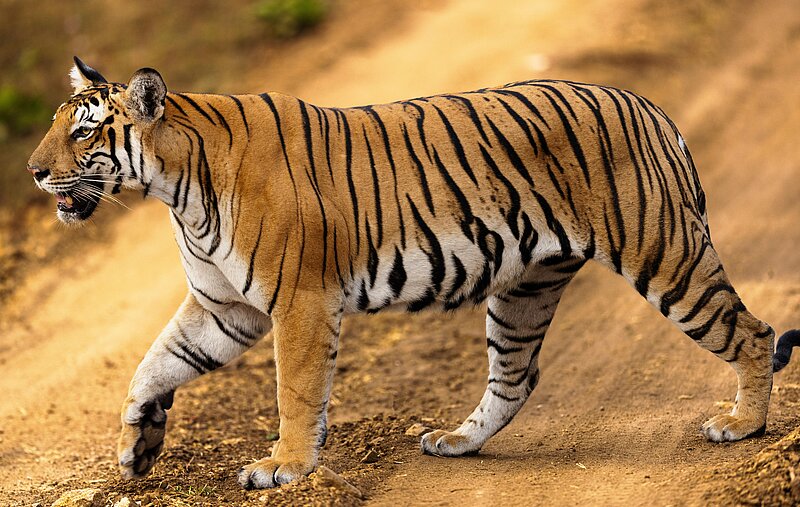 Reisebaustein Uttarakhand - Jim Corbett Nationalpark