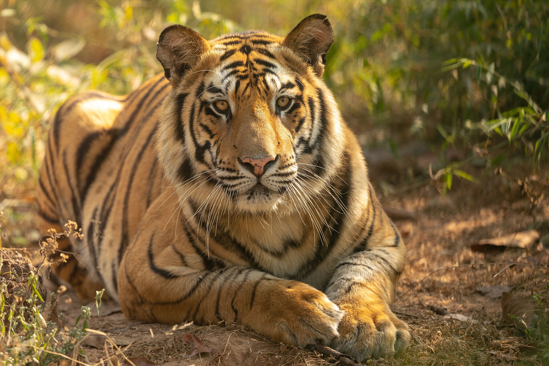 Bengalischer Tiger am Entspannen