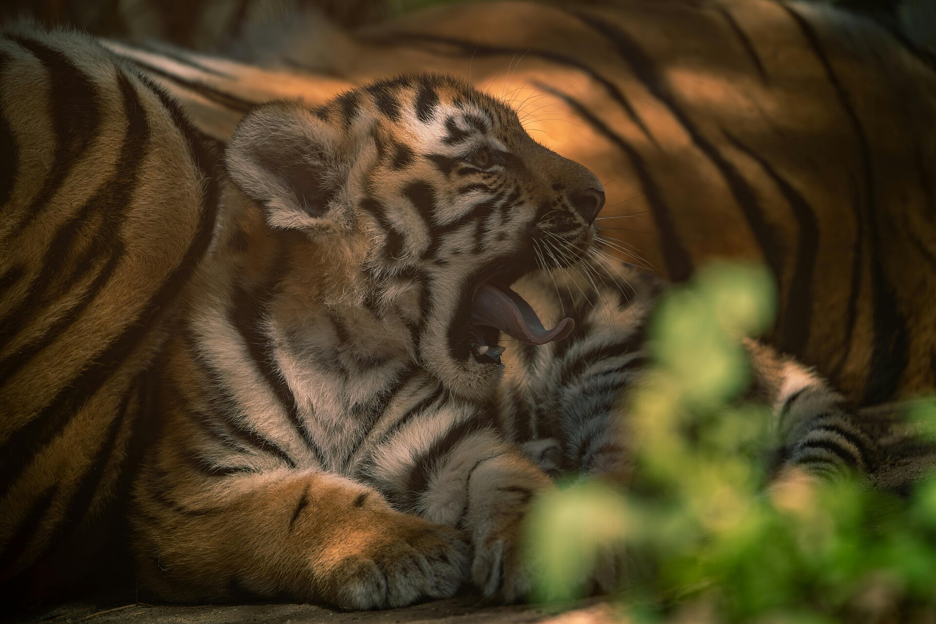 Gähnendes Tigerbaby in Indien