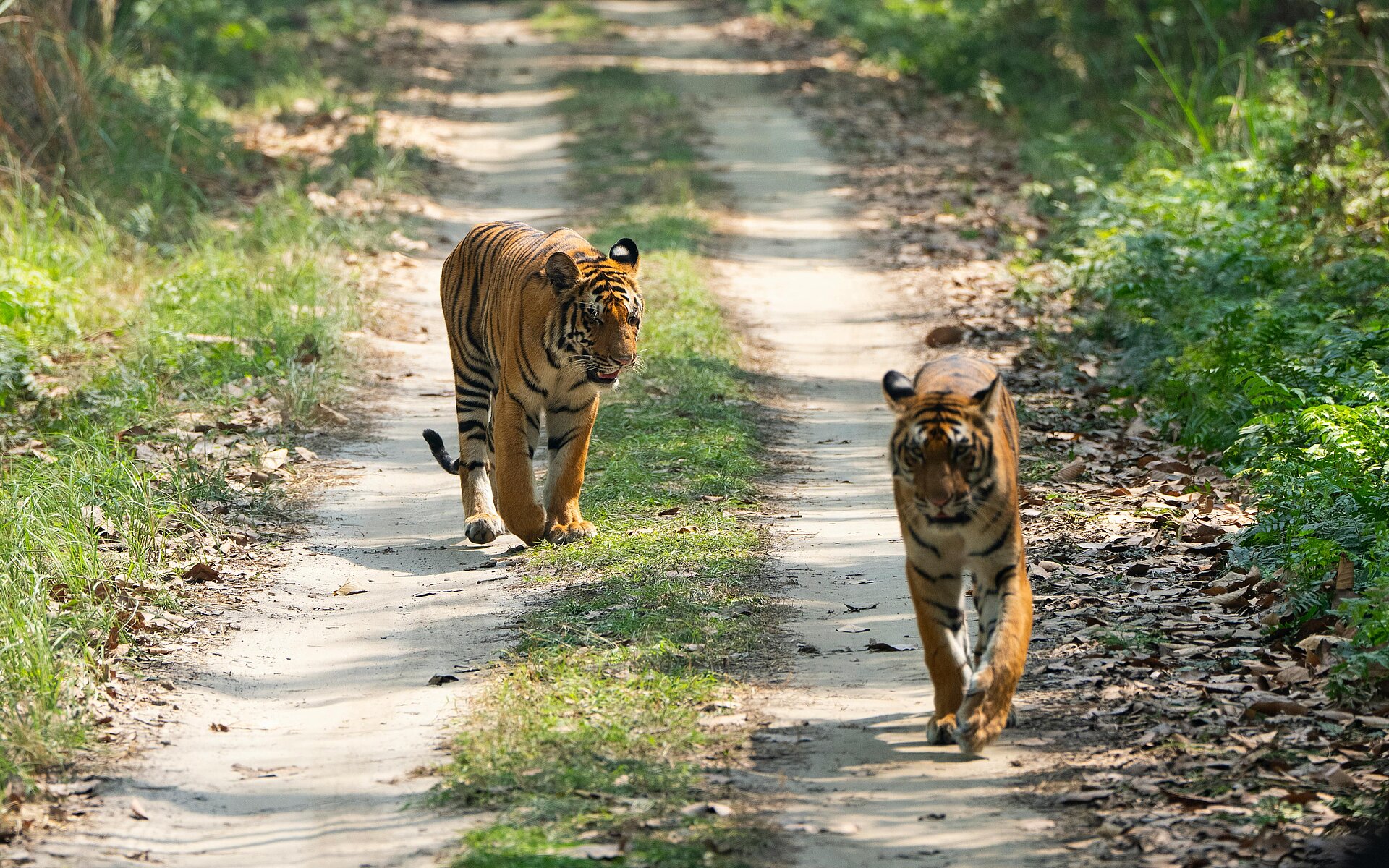 Tiger spazieren entlang der Straße bei Dudhwa