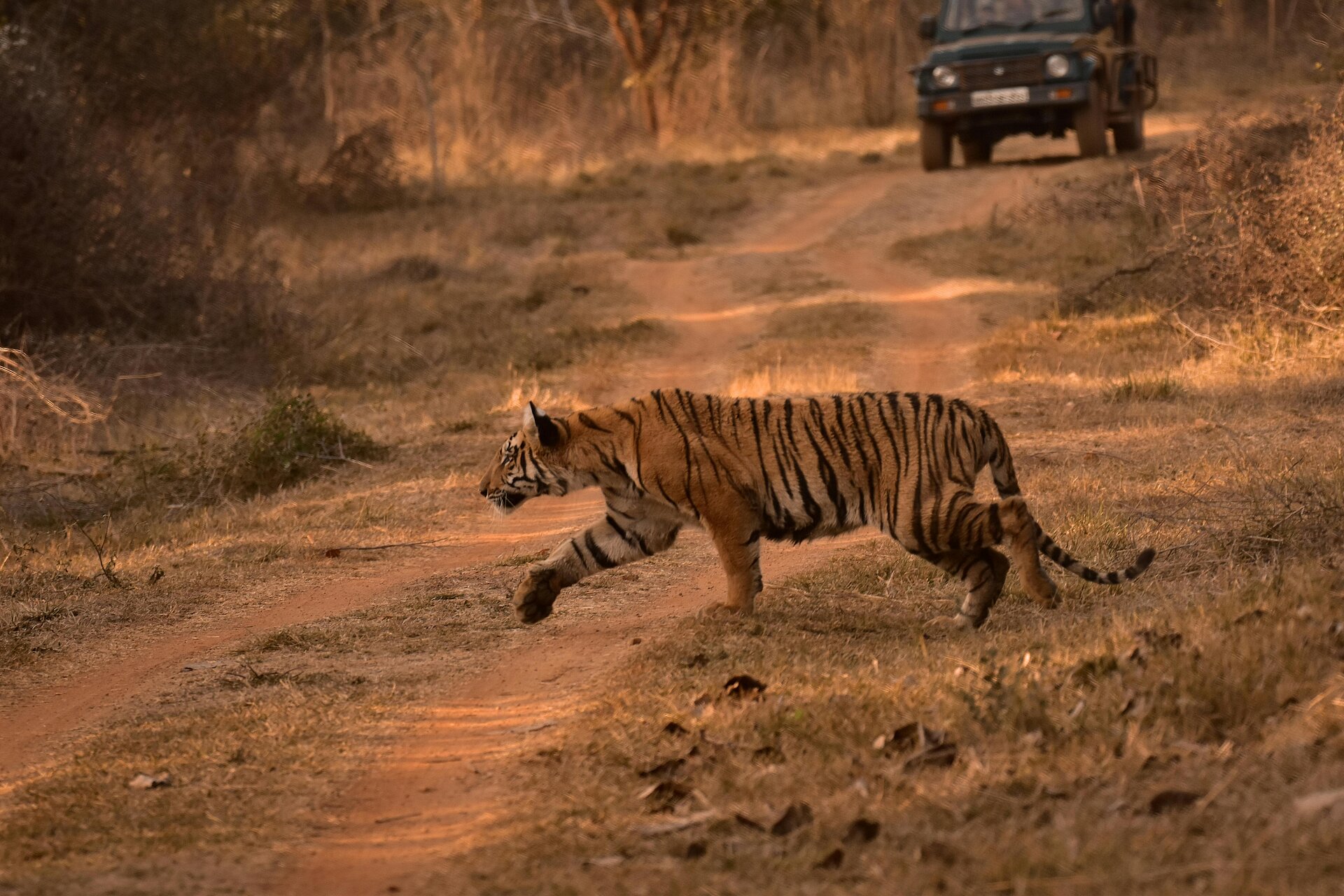 Bengalischer Tiger läuft entlang der Straße