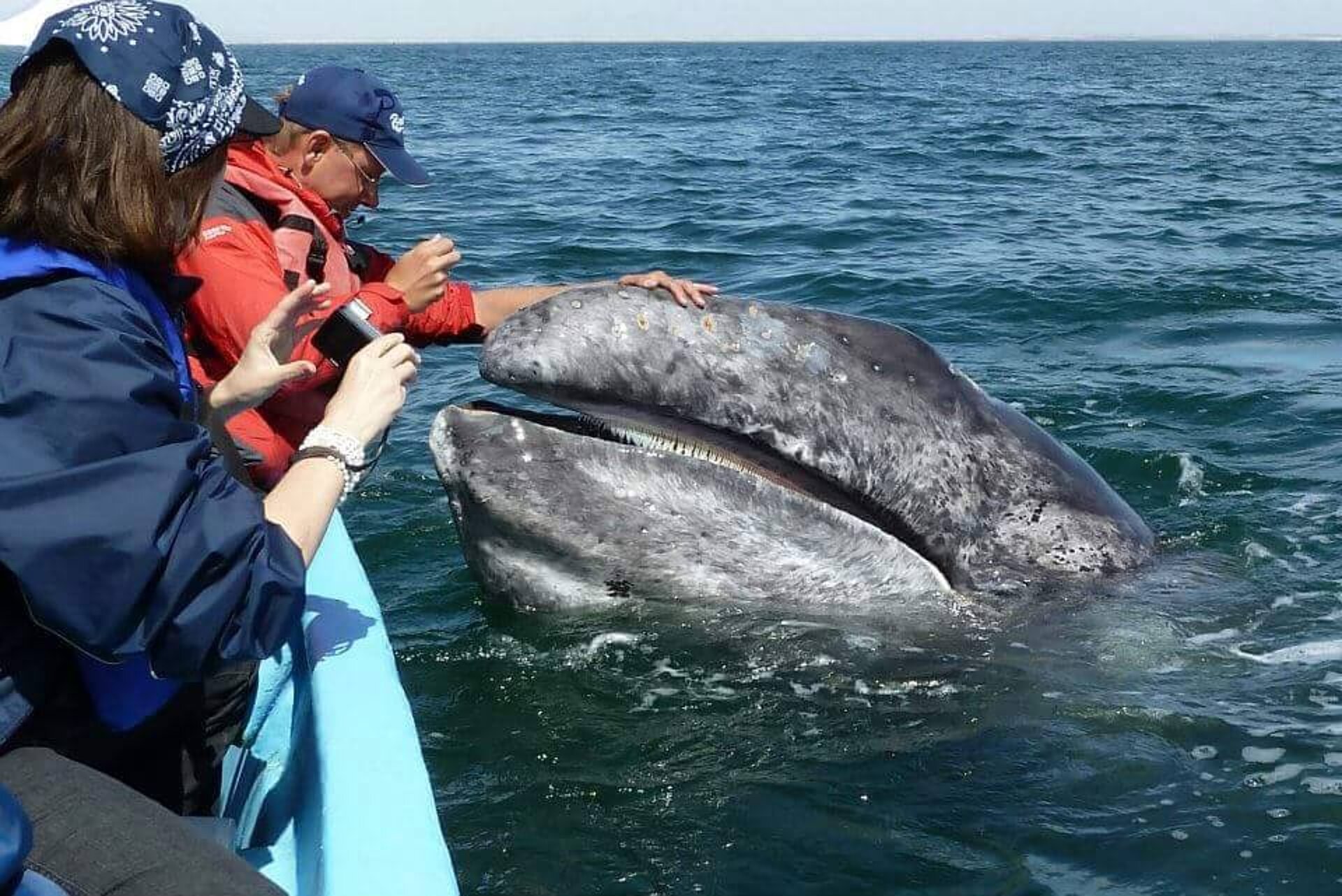 Gruppenreise, Privatreise, Baja California, Walbeobachtung, Whale Watching