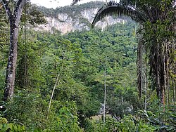 Belize Dschungel am Macal River