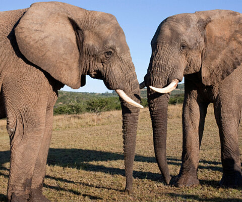 Im Addo Elephant Park in der Nähe von Port Elizabeth in Südafrika begegnen sich zwei ausgewachsene Elefanten.