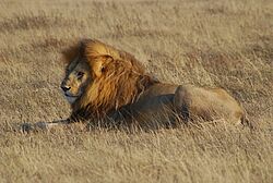 Tansania, Safari, Serengeti, Big 5, Gruppenreise, Privatreise