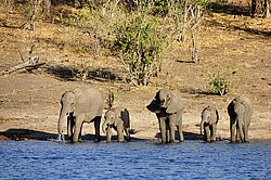 Eine Elefantenherde hat sich zum Trinken am Chobe River eingetroffen.