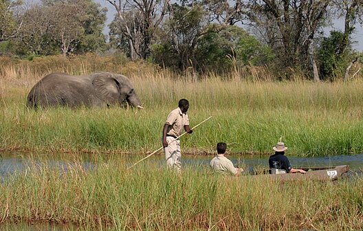 Elefantenbeobachtung mit dem Einbaumboot im Okavango Delta