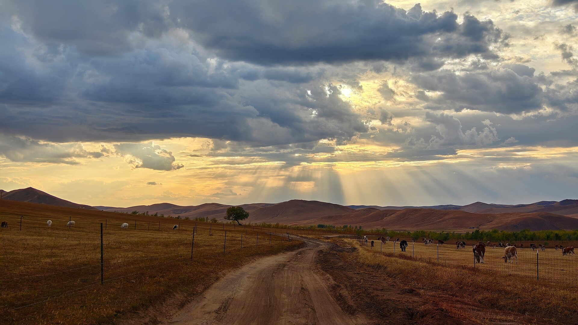 Kühe, Feldweg und Lichtschein durch die Wolken - Panorama Mongolei