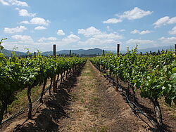 Weinanbaugebiet