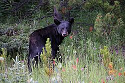 Schwarzbär im Jasper Nationalpark