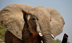 Ein Wüstenelefant im Damaraland in Namibia