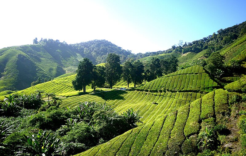 Selbstfahrertour Malaysia - einmal rundum