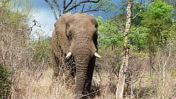 Ein Elefant streift durch den dichten Busch im Krügerpark. 
