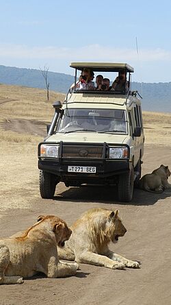 Big 5, Ngorongoro Krater, Safari Jeep, Privatreise, Gruppenreise