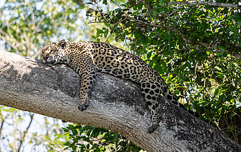 Kleingruppenreise Brasiliens Naturerlebnissse