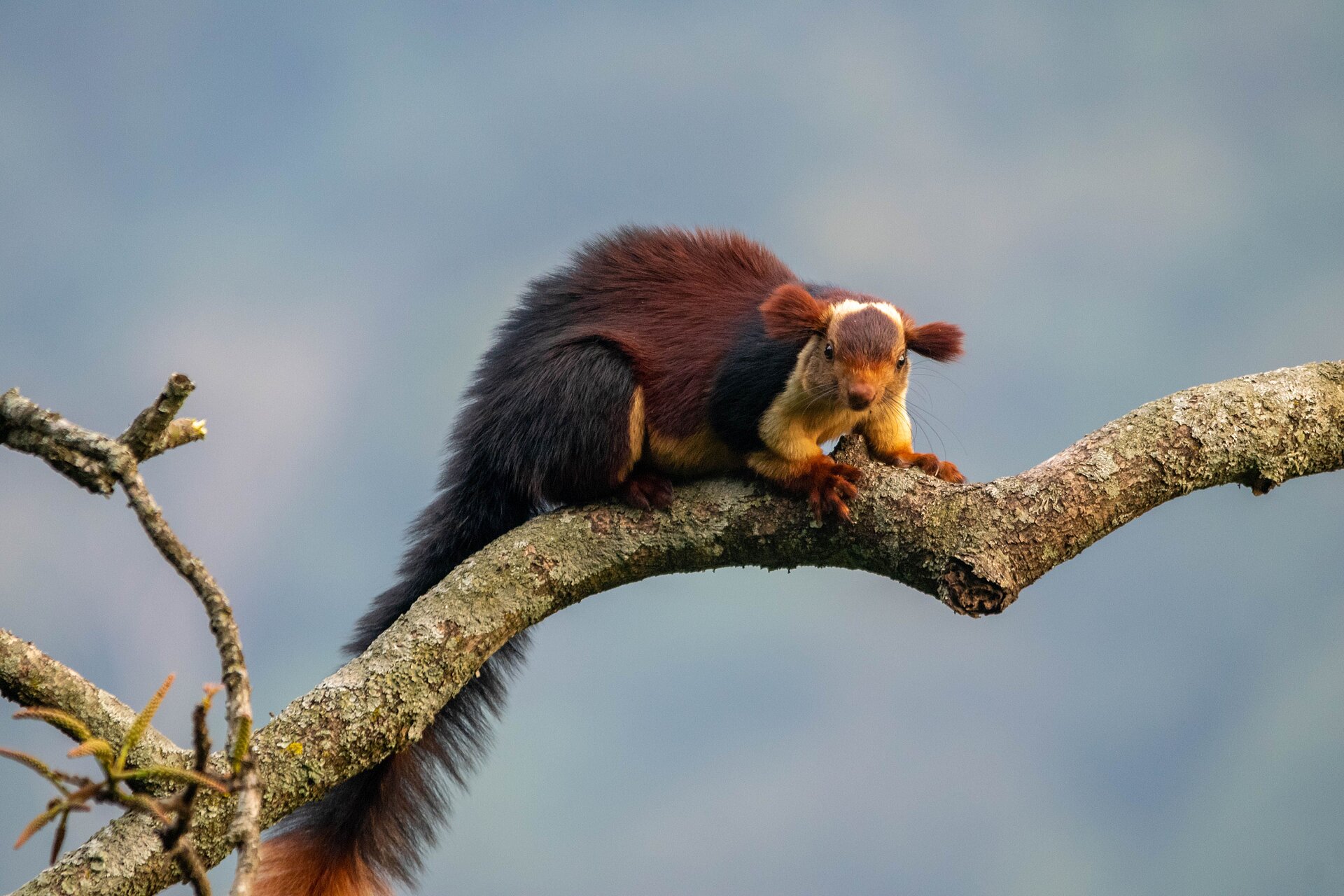 Das Malabar Riesen-Eichhörnchen