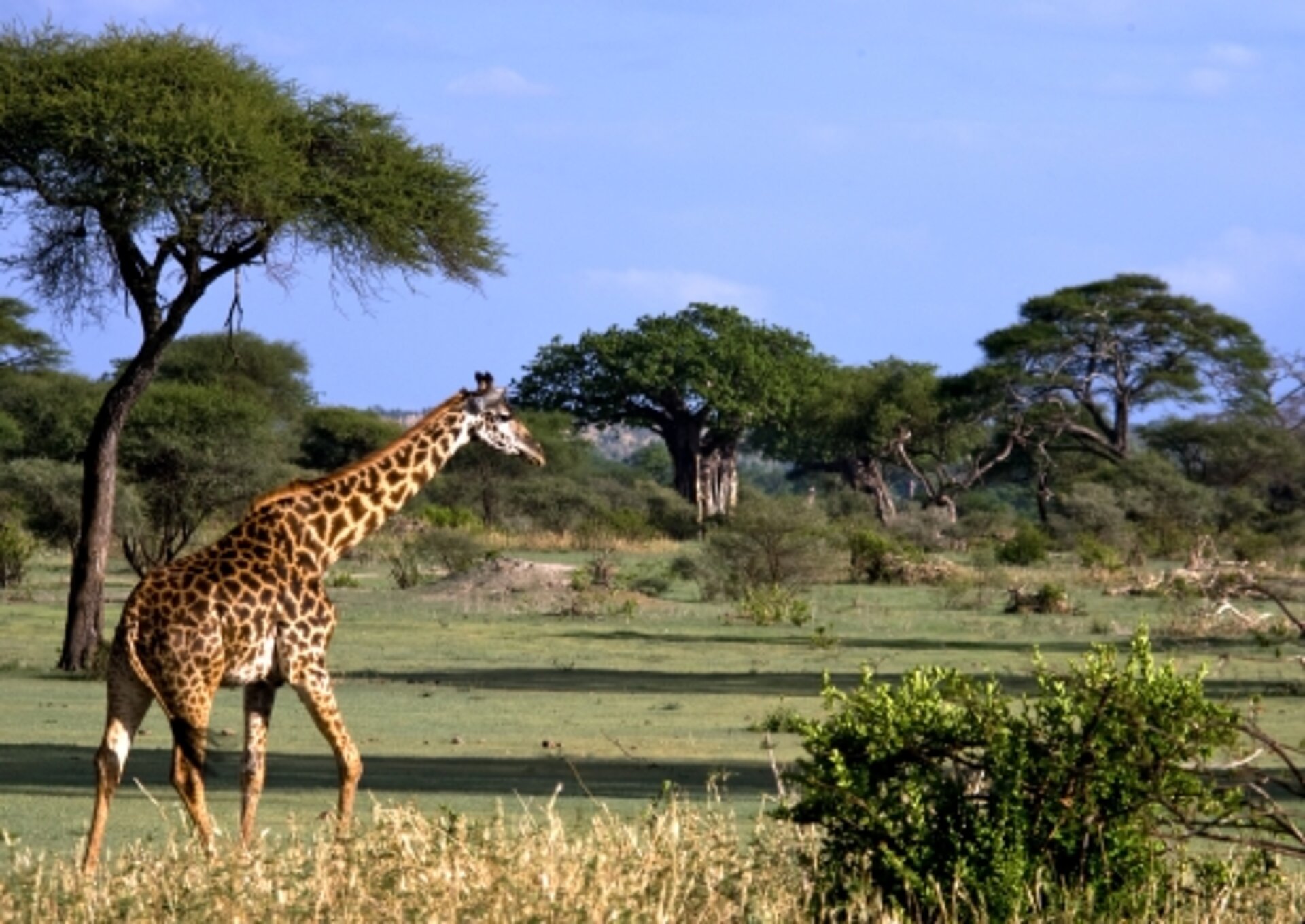 Giraffe in der Masai Mara Kenia, Masaia Mara, Safari, Gruppenreise, Privatreise