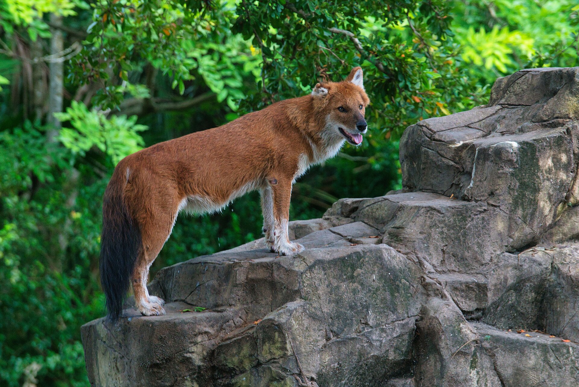 Indischer Dhole (Rothund/Wildhund)
