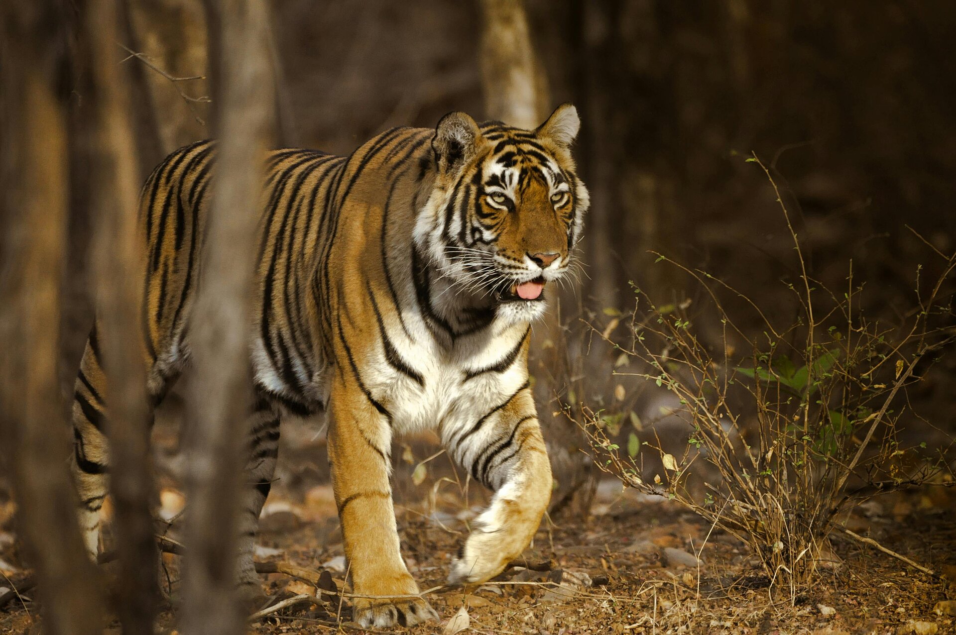 Majestätischer Bengalischer Tiger in Rajasthan