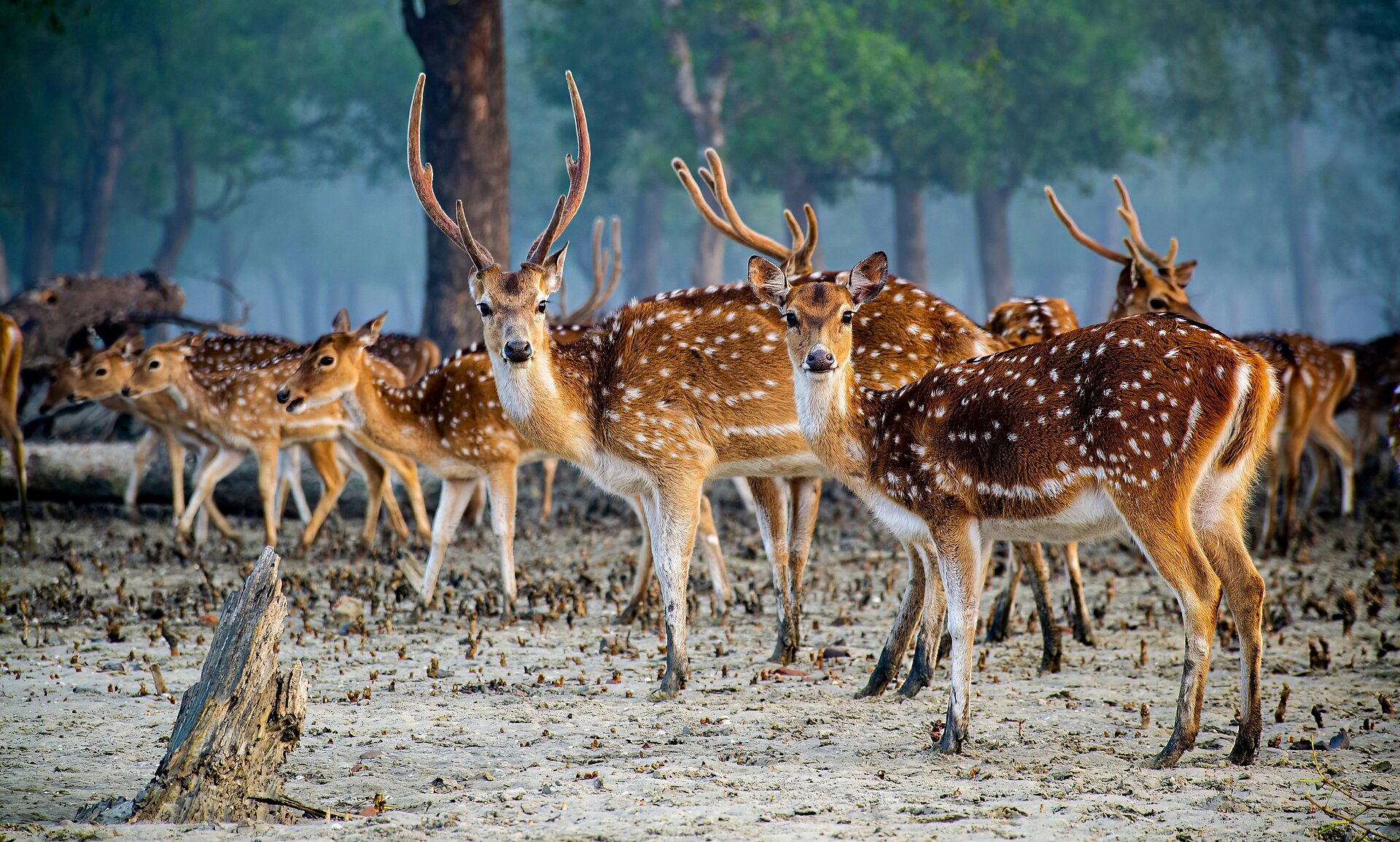 Hirsche in den Sundarbans