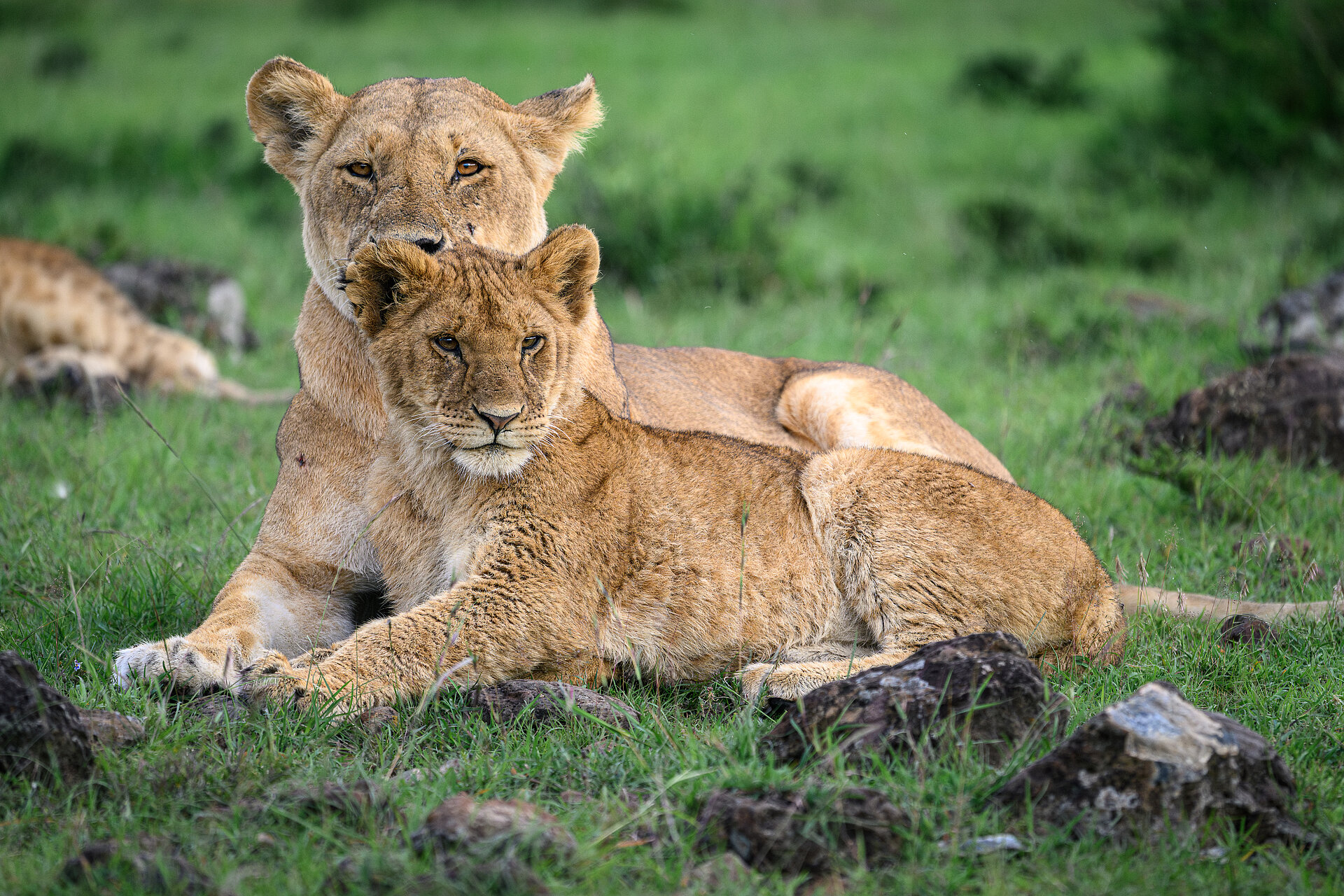 Löwin mit Jungem in Kenia