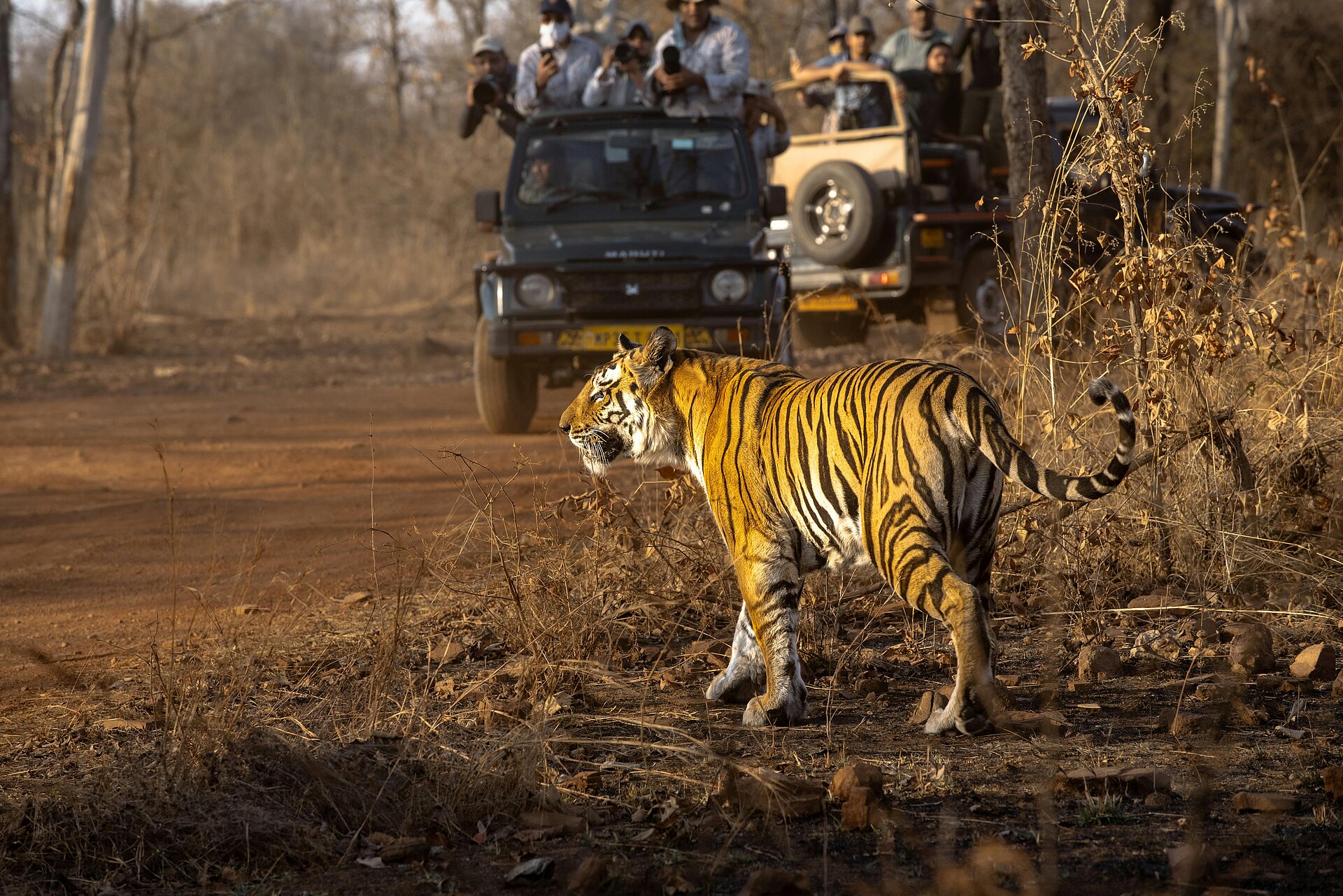 Bengalischer Tiger mit Jeeps im Hintergrund
