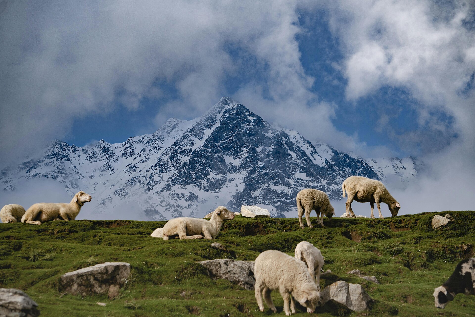 Schafe und Berge bei Dharamshala