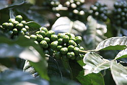 Grüne Kaffeebohnen am Strauch