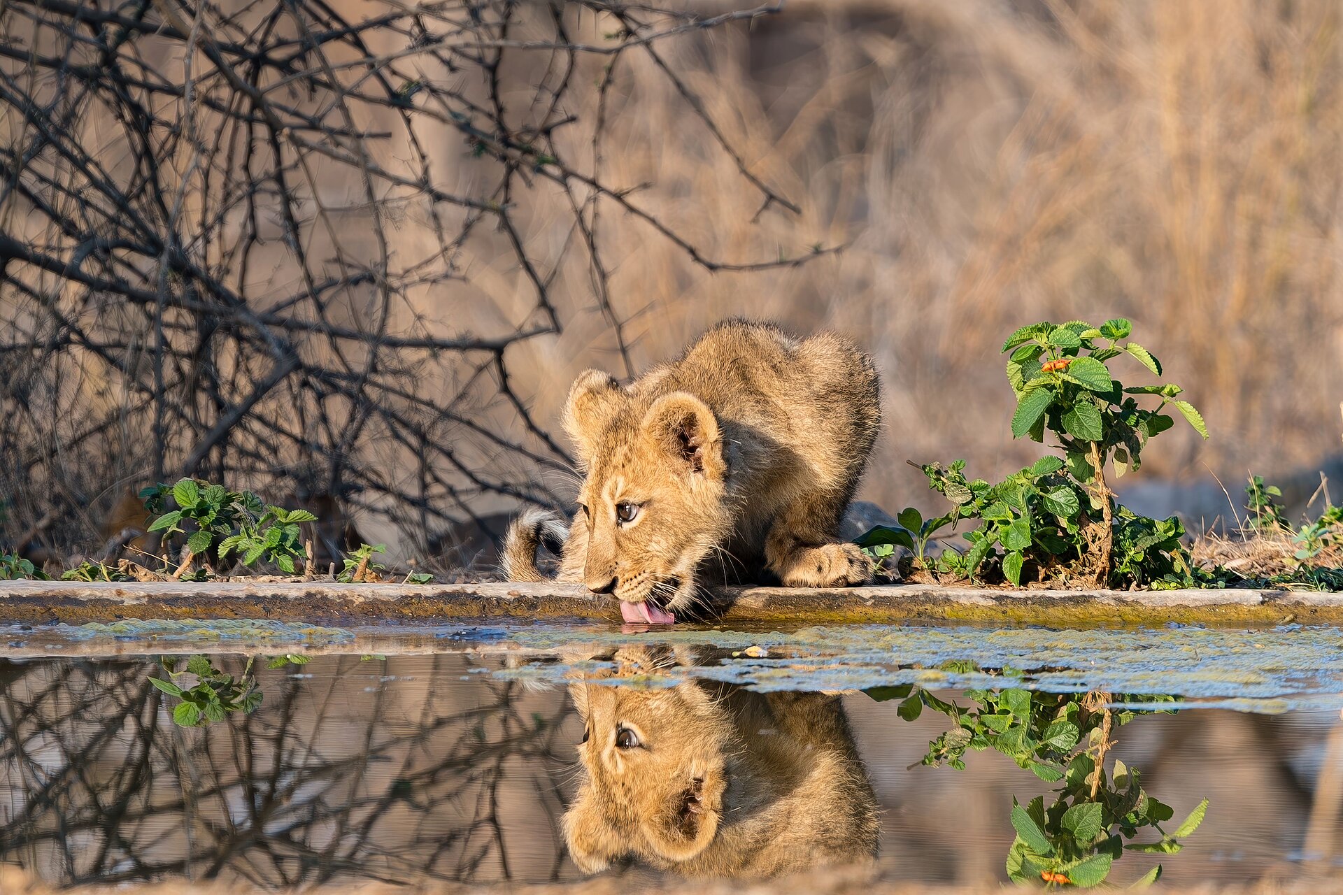 Löwenjunges beim Trinken im Gir Nationalpark