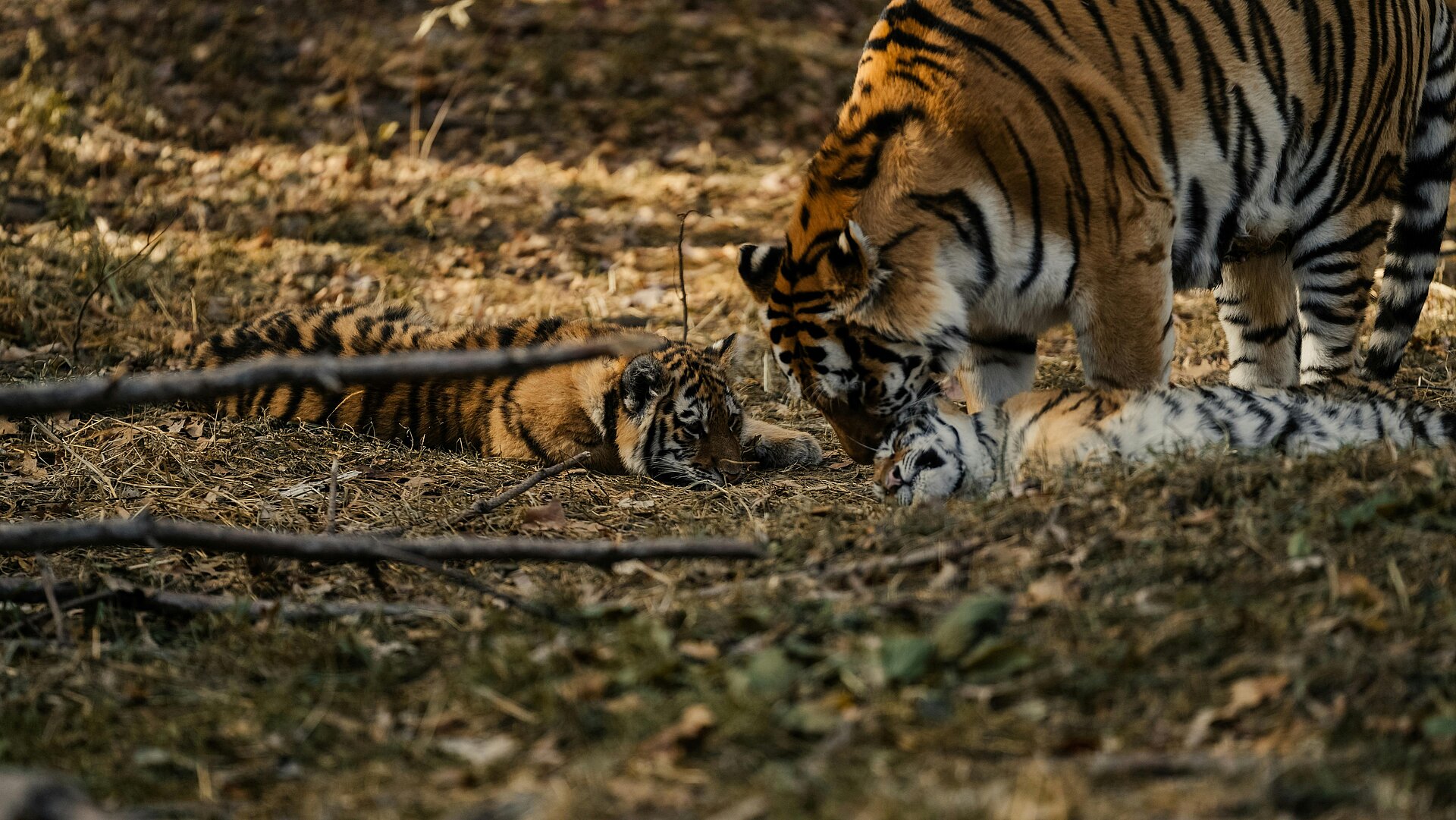 Bengalische Tigermutter mit Jungen in Indien
