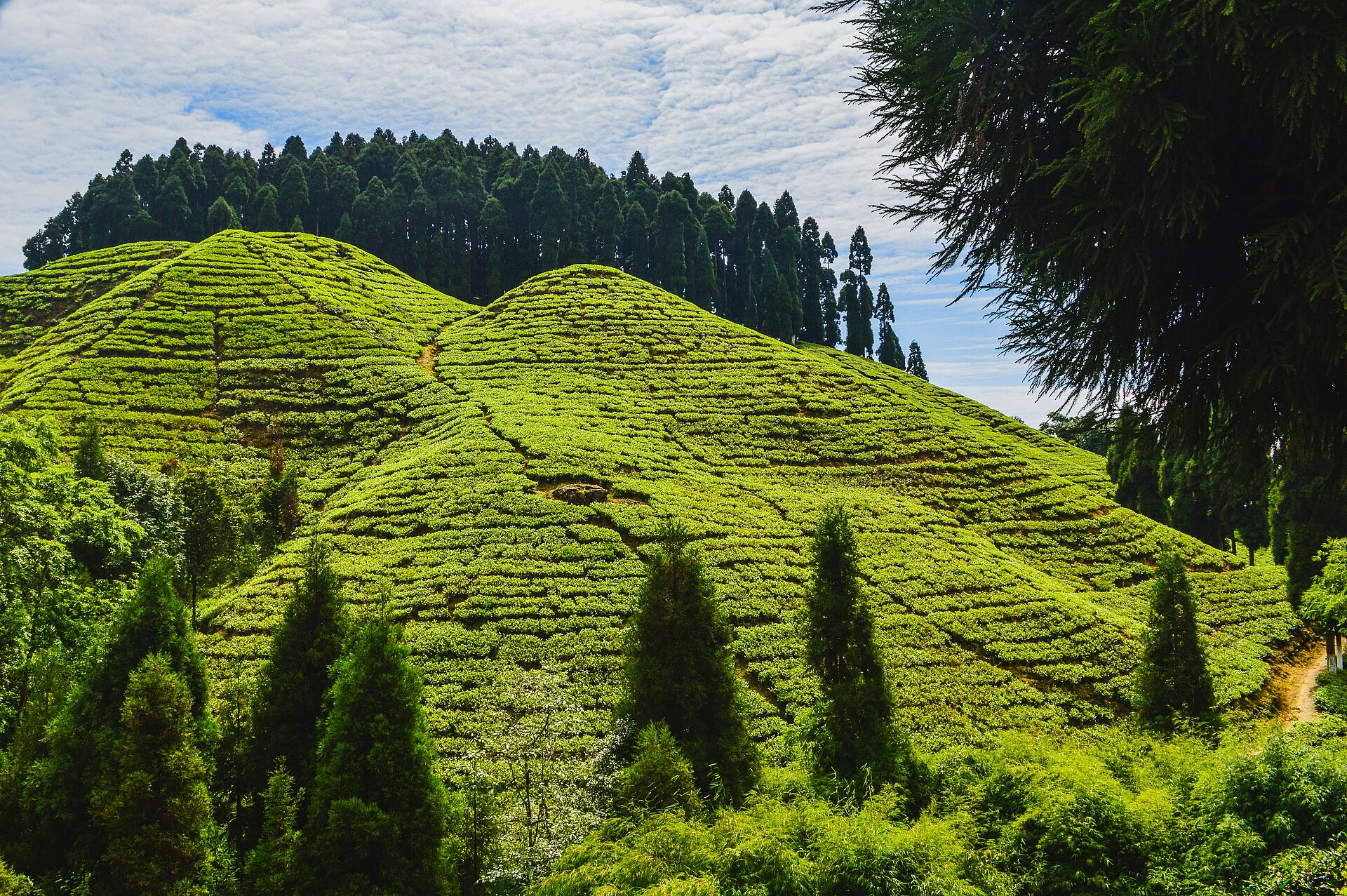 Teeplantagen von Darjeeling