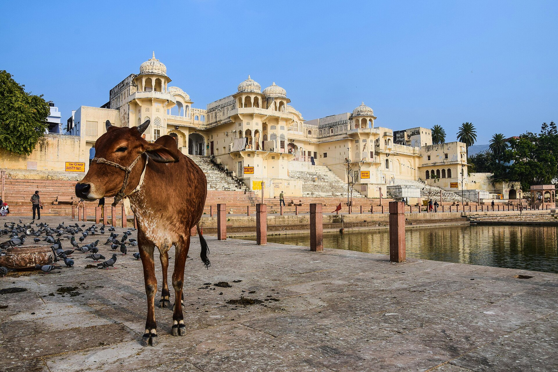 Eine indische Kuhe die am See von Pushkar verweilt
