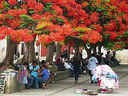 Rotblühende Bäume an einem Platz mit vielen Menschen