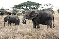 Elefanten in der Serengeti