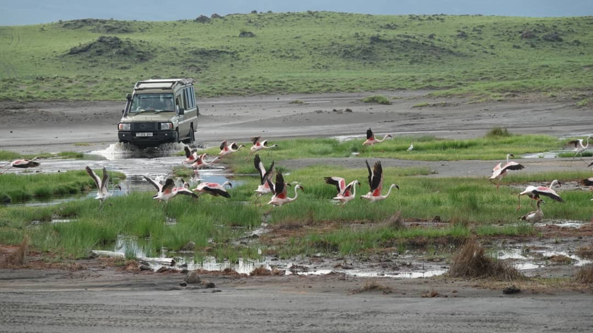 Safari beim Lake Natron mit fliegenden Flamingos