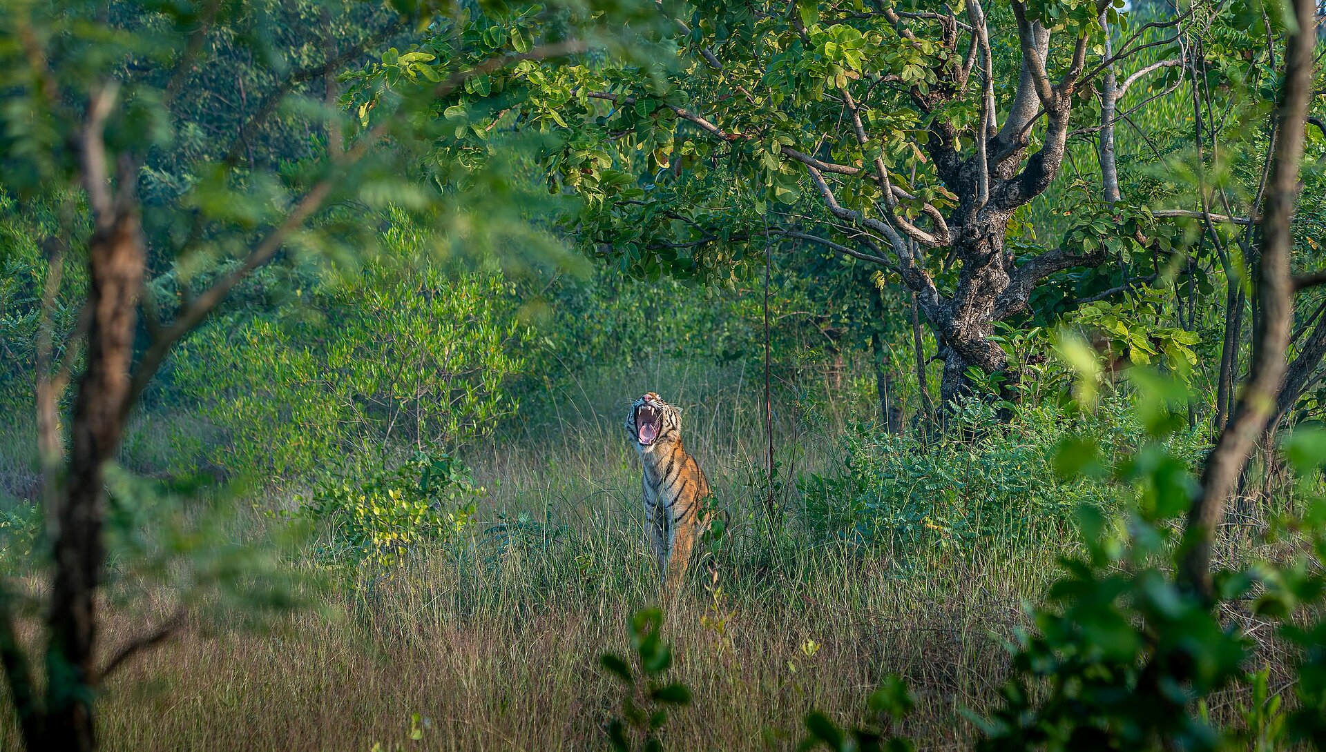 Brüllender Tiger beim Dudhwa Reservat