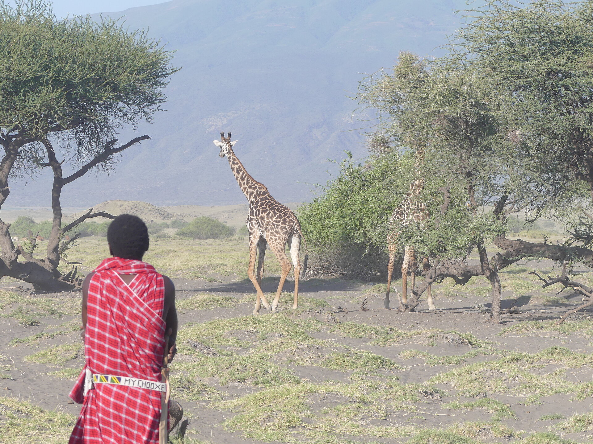 Maasai beobachtet Giraffen aus der Nähe
