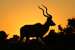 Vor der untergehenden Sonne in der Savanne von Namibia ist die Silhouette eines Kudu zu sehen