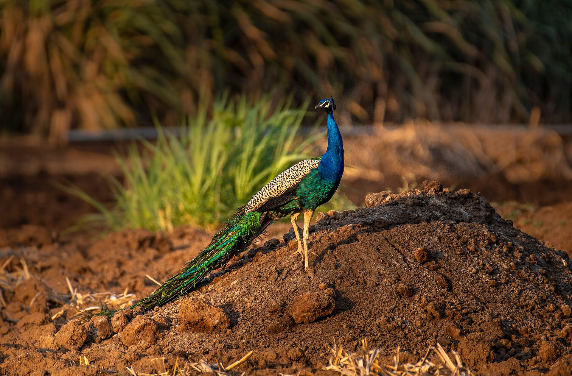 Bunter Pfau im Gir Nationalpark