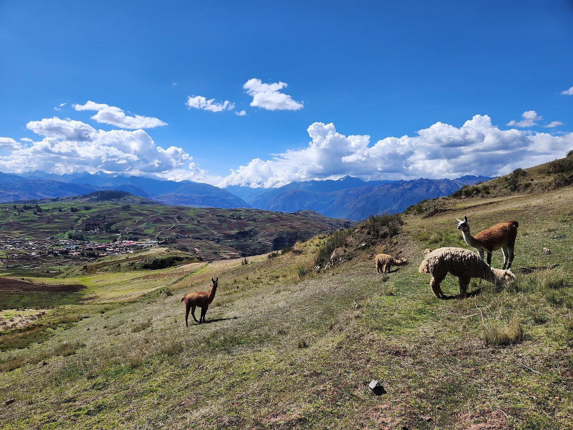 Blick auf die Anden während Alpaka-Wanderung
