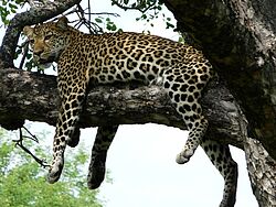 Eine Leopard liegt entspannt auf dem Ast eines Baumes in Namibia