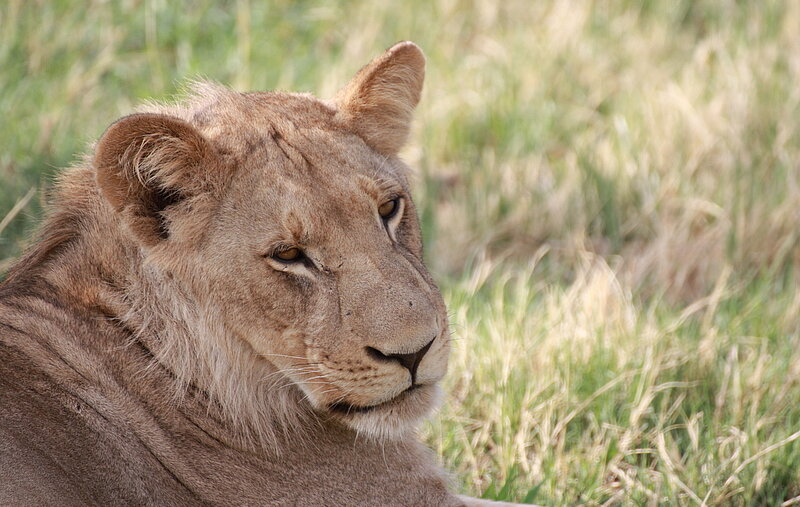 Botswanas Norden - mobile Zeltsafari