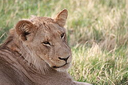 Löwe im Moremi Reservat