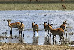 Mehrere Antilopen tummeln sich an einem Wasserloch in Namibia
